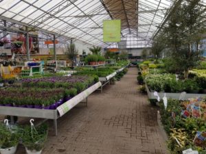 Vaste en eenjarige planten