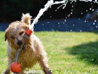 Hond in de tuin