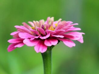 Zinnia plukbloem