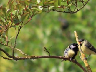 Een boom in de tuin trekt vogels