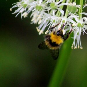 Hommel op witte allium (foto: Tuinhappy.nl)