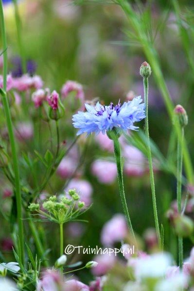 Korenbloemen
