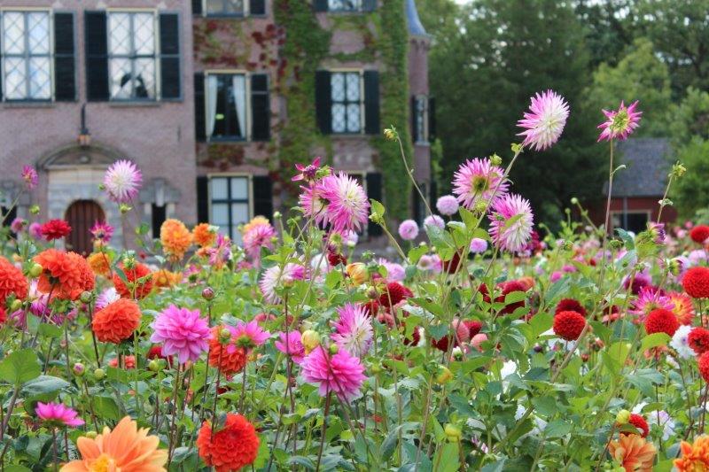 Kasteel Keukenhof dahliatuinen