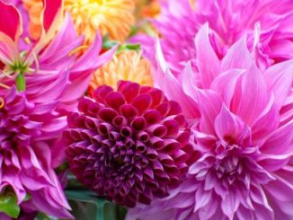 Dahlia trendy bloem