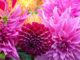 Dahlia trendy bloem