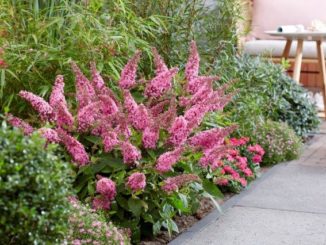 Onderhoudsvrije groene tuin