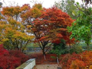 Acers in herfstkleuren