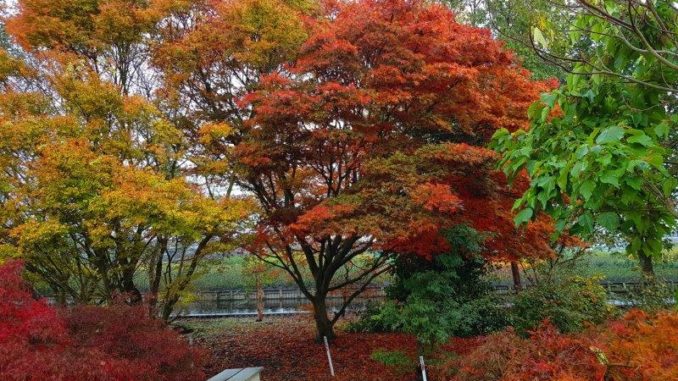 Acers in herfstkleuren