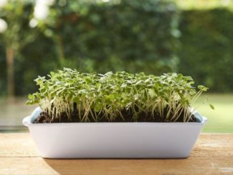 Microgreens - kiemgroente