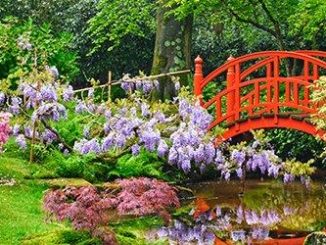 Aanleg Japanse tuin