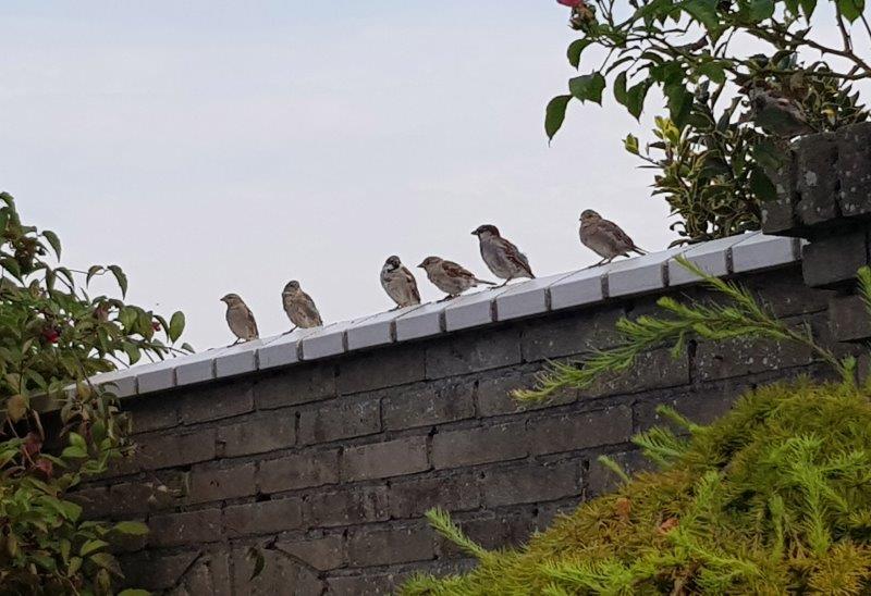 Musjes op de muur