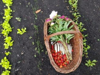 Oogsten uit eigen tuin - moestuin