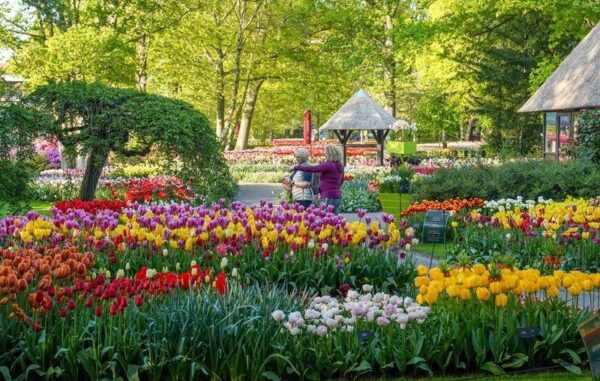 Keukenhof park bloembollen Keukenhof bloembollen