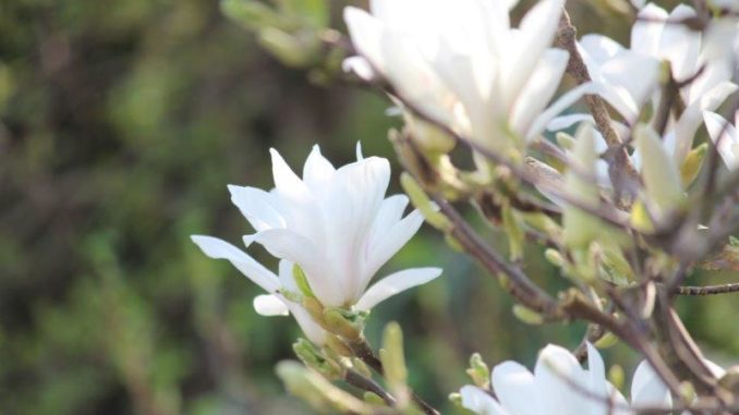 Witte Magnolia x Soulangeana