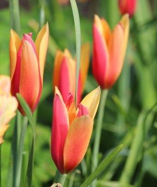 Tulipa clusiana chrysantha 'Tubergens Gem'