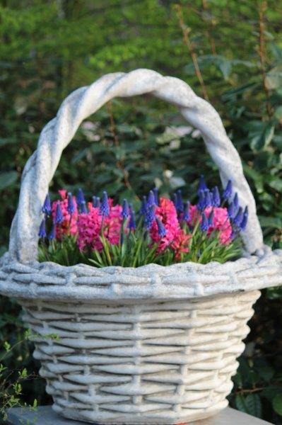 Mand met hyacinten en blauwe druifjes
