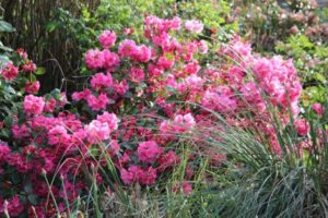 Voorjaarsbloeier Rhododendron