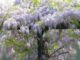 Blauwe regen - Wisteria - bloeiende klimplant