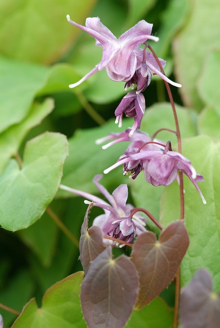 Elfenbloem roze