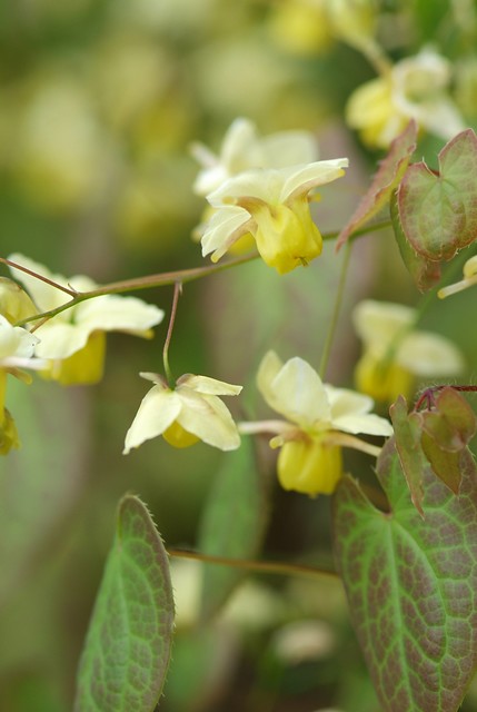 Elfenbloem geel
