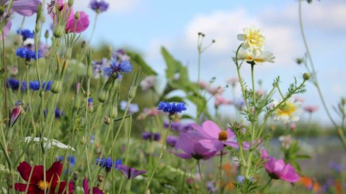 Pluktuin aanleggen plukboeket bloemen uit eigen tuin