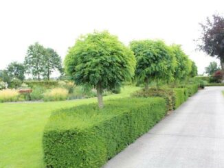 Taxus vormsnoei haagplant altijd groen