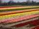 Fietsen langs de tulpenvelden