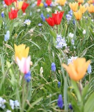 De Zilk: bloembollen in plantsoenen
