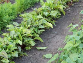 Moestuin starten