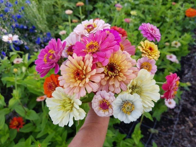 Boeket met Zinnia's (gifvrije bloemen)