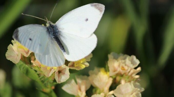 Tuinhappy - meer vlinders en bijen in de tuin (3) Vlinder op Statice