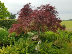 Acer boom in een vaste planten border