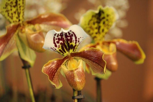Binnententoonstelling Orchidee in Keukenhof