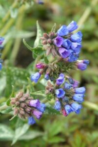 Mooie blauwe bloemen van Longkruid, Pulmonaria