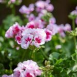 Tweekleurige geranium