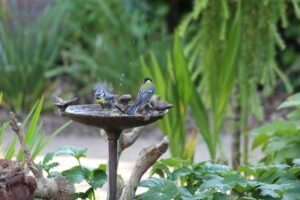 Vogelbakjes in de tuin