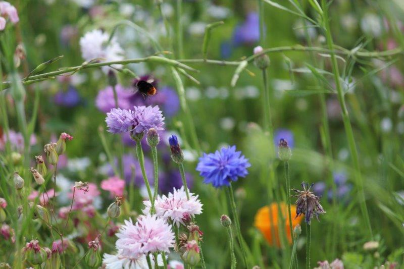 Lok meer vlinders bijen en insecten naar je tuin