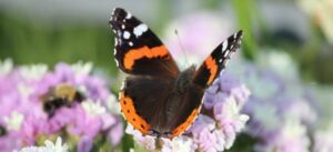 Meer vlinders, bijen en insecten in de tuin