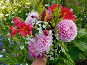 Biobloemen - Dahlia - Alstroemeria - Ammia - Zantedesschia