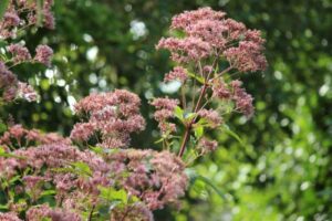 Roze schermbloem van Eupatorium