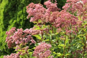 Leverkruid - Eupatorium maculatum Atropurpurea