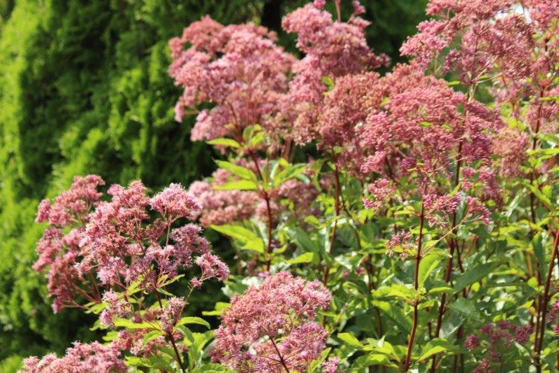 Leverkruid - Eupatorium maculatum Atropurpurea