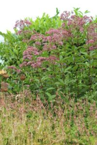 Leverkruid met Persicaria