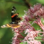 Vlinders op Leverkruid