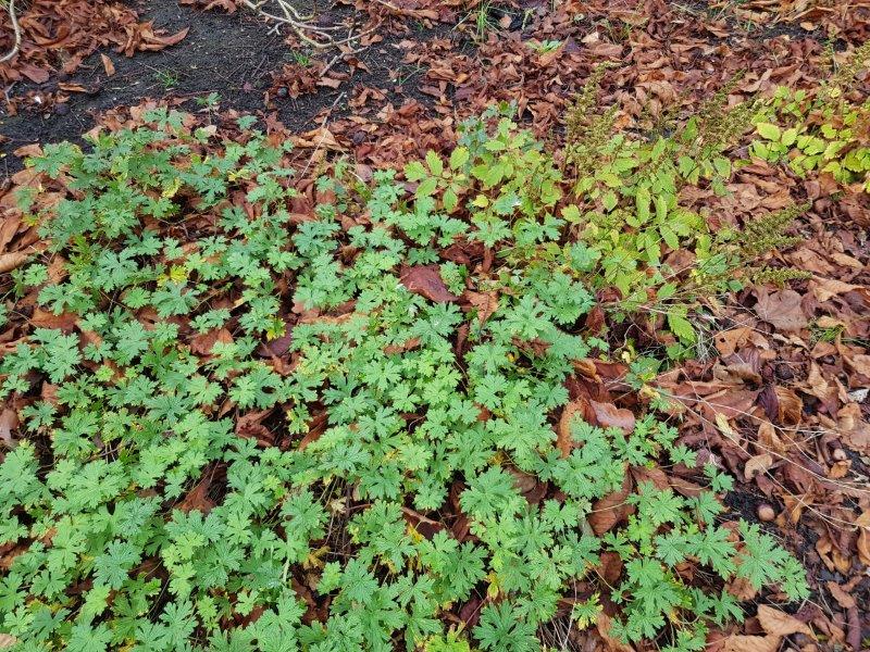 Bladeren in je tuinborder - Tuinhappy.nl