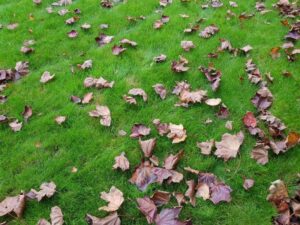 Bladeren in je gras - Tuinhappy.nl