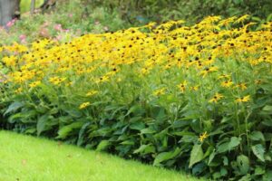 Rudbeckia langs graskant