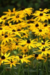 Gele Zonnehoed - Rudbeckia