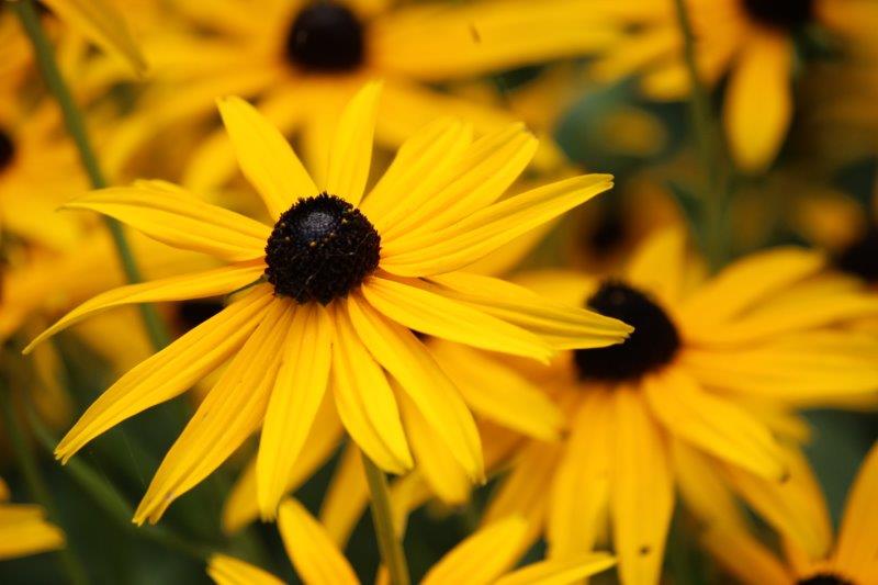 Rudbeckia - Gele Zonnehoed - mooie vaste plant