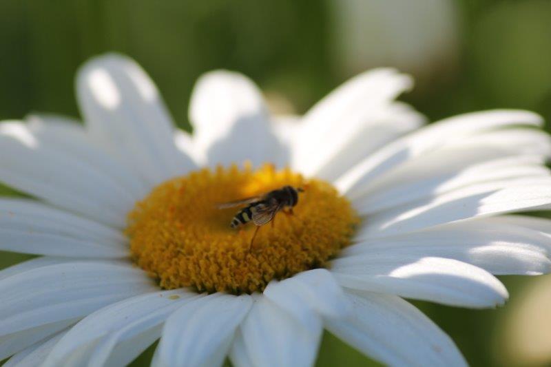 Margriet (Foto: Tuinhappy.nl)